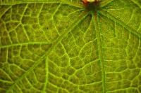 140515leafmaps.jpg
