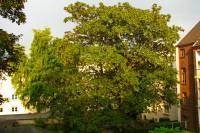 140603maple1.jpg