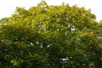 140603maple2.jpg