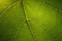 140608leafmaps1.jpg