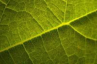 140608leafmaps2.jpg