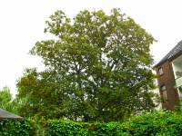140617maple3.jpg