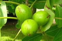 140617walnuts.jpg