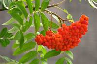 140712rowanberries.jpg
