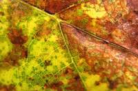 140916leafmaps1.jpg