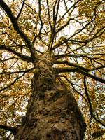 141028maple1.jpg