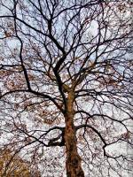 141117maple2.jpg