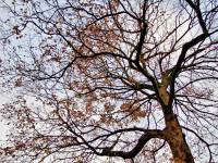 141117maple3.jpg