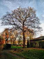 141123maple1.jpg