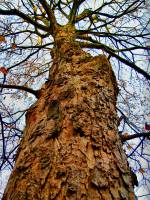 141123maple2.jpg
