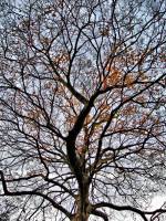 141123maple3.jpg