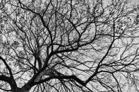 141123maple4.jpg