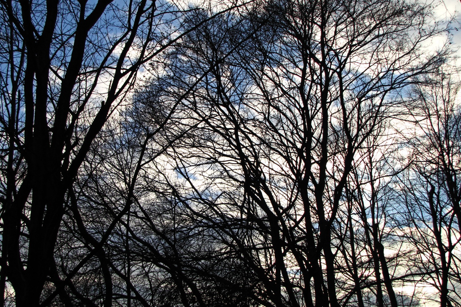150121trees01.jpg