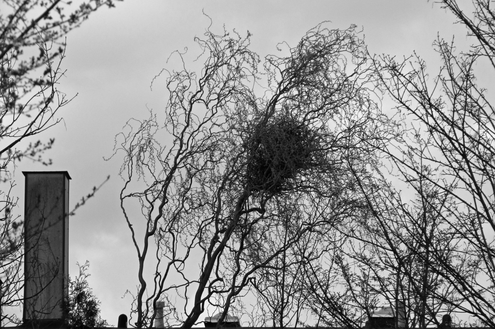 150331nest2.jpg