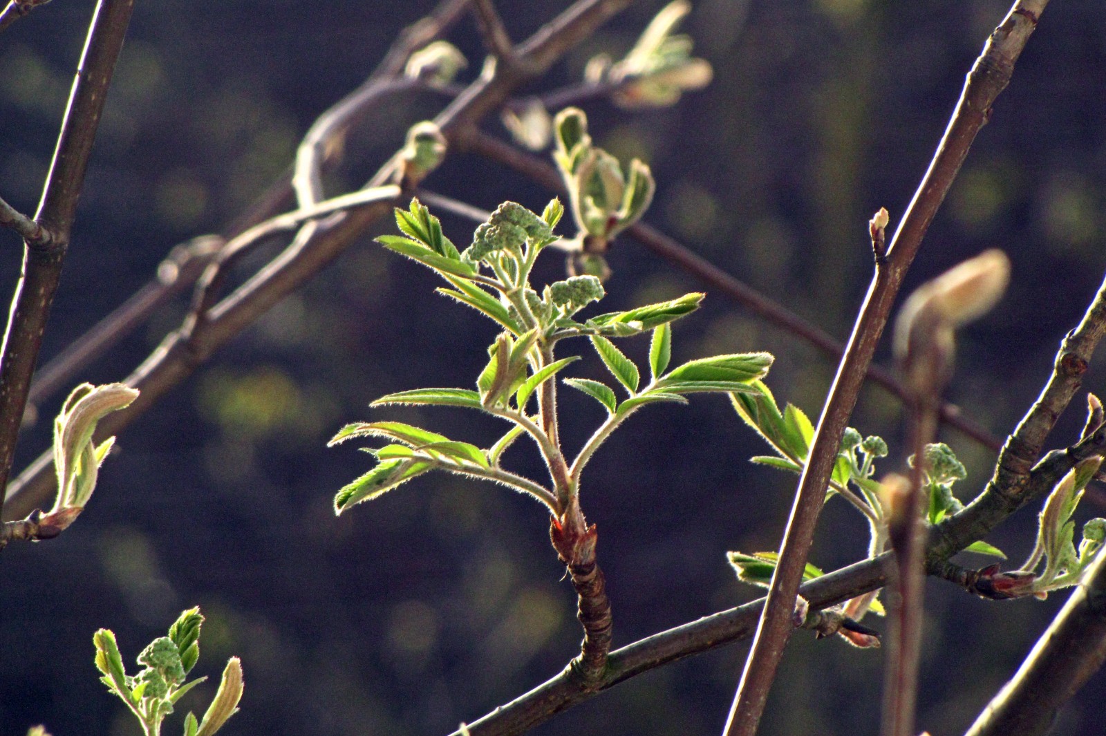 150413sprouts.jpg