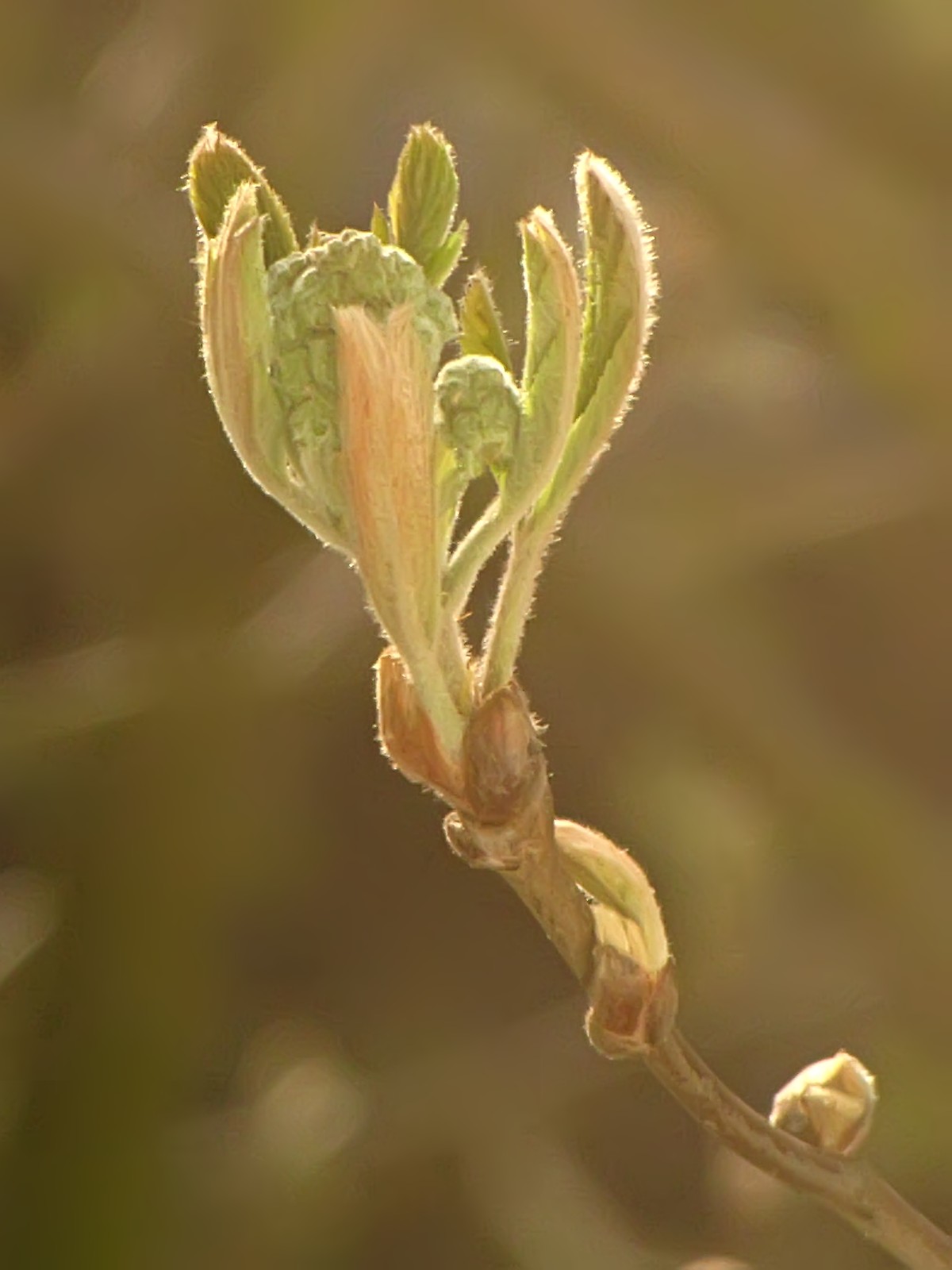 150413sprouts2.jpg