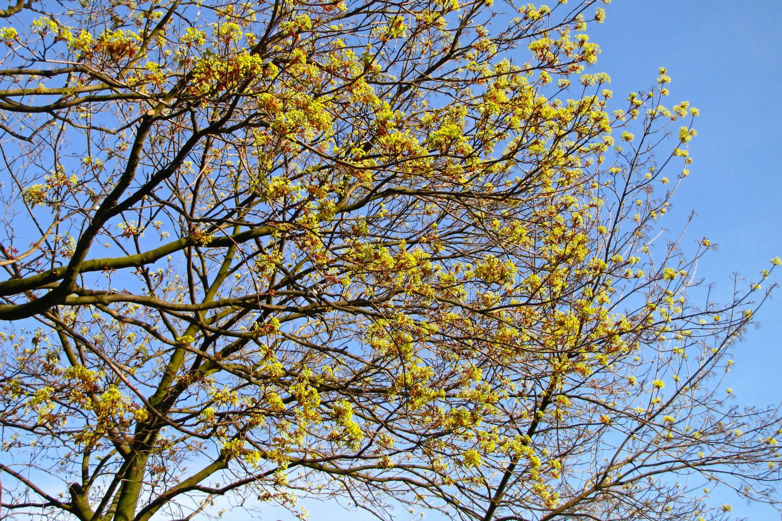 150414green.jpg