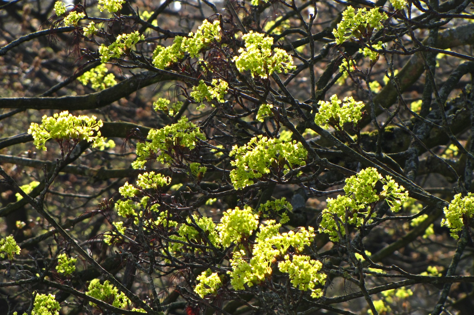 150414green2.jpg