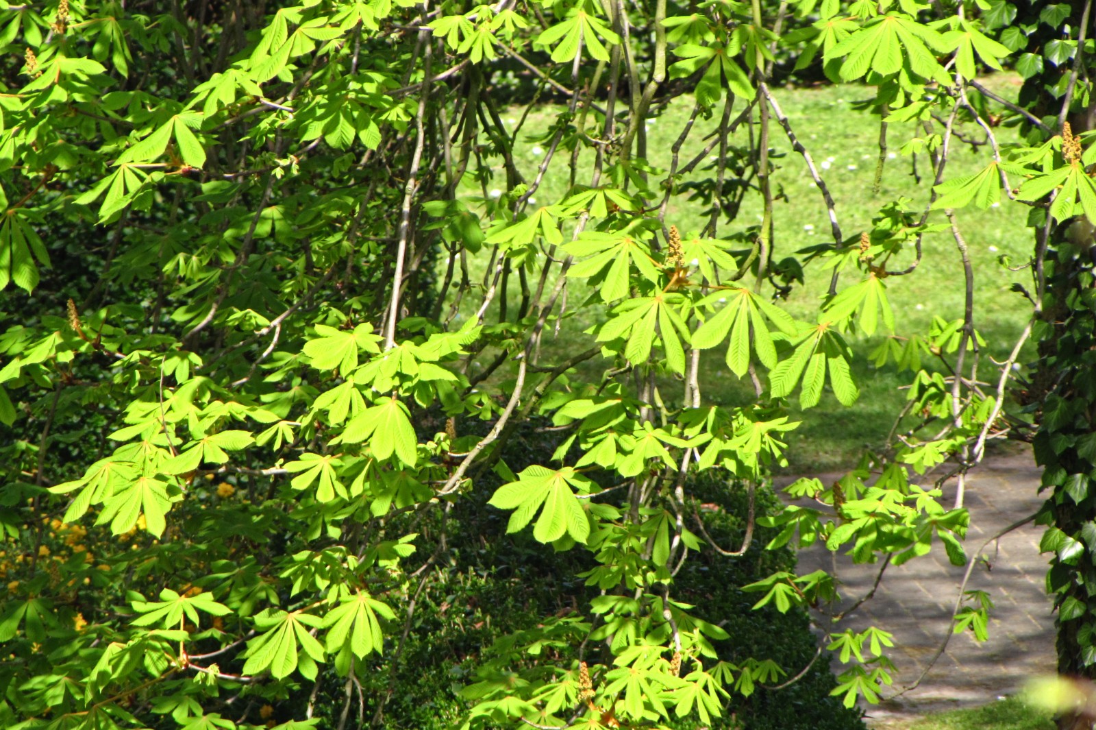 150415chestnutleaves.jpg