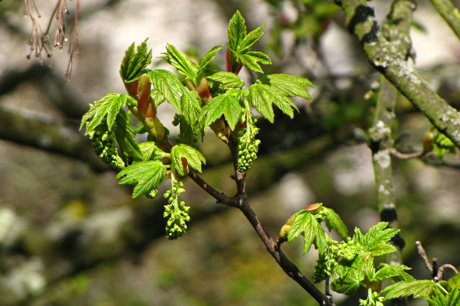 150422maplesprouts1.jpg