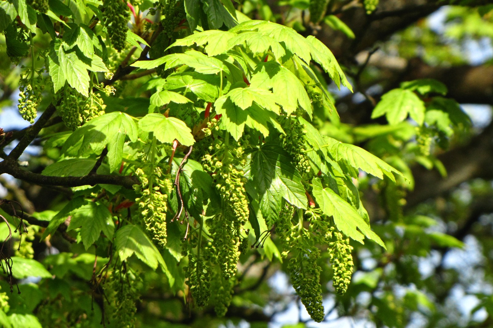 150501mapleseeds.jpg