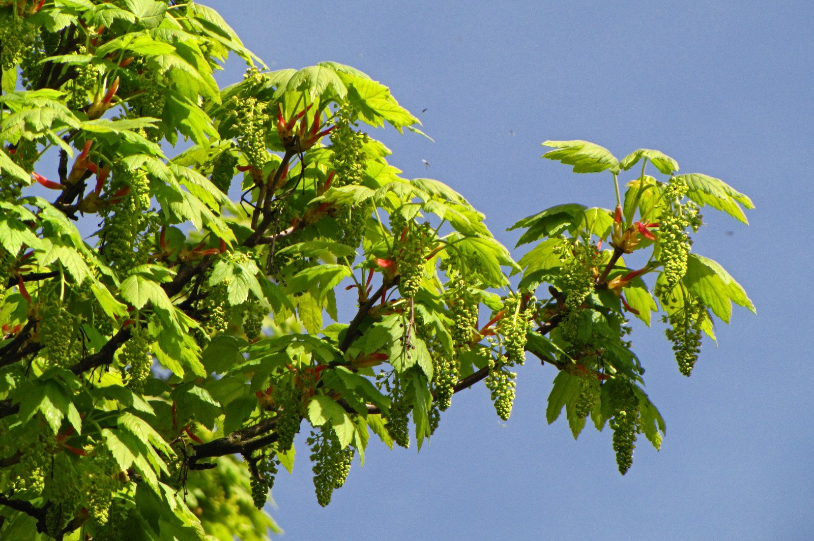 150501mapleseeds2.jpg