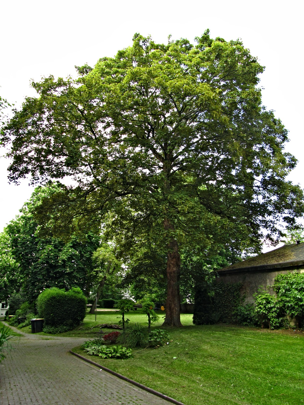 150520maple2.jpg