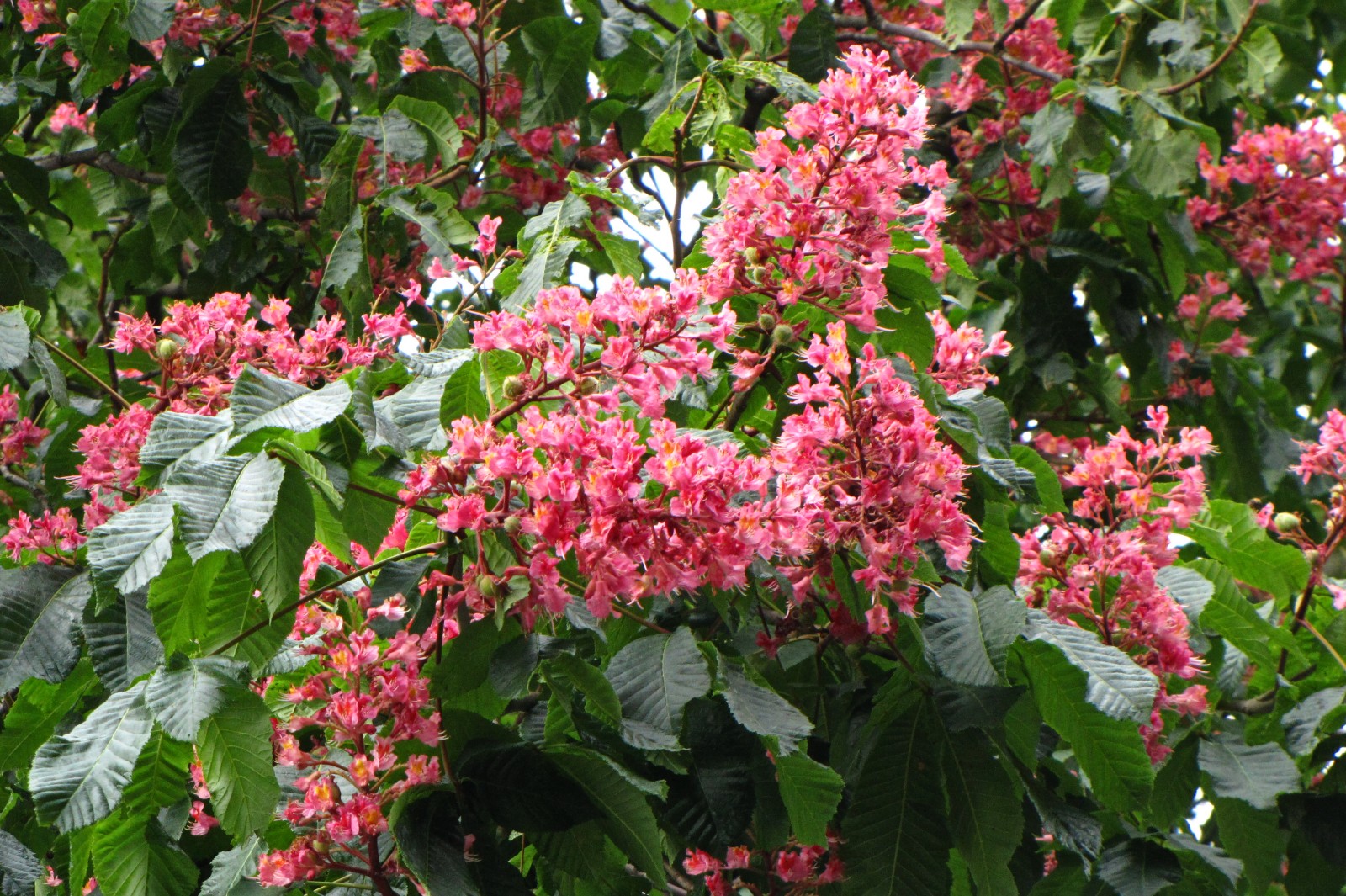 150521redchestnut3.jpg