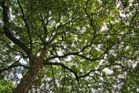 150520maple1.jpg