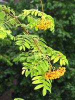 150711rowan1.jpg