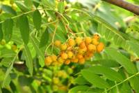150711rowan2.jpg