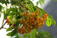 150711rowan3.jpg