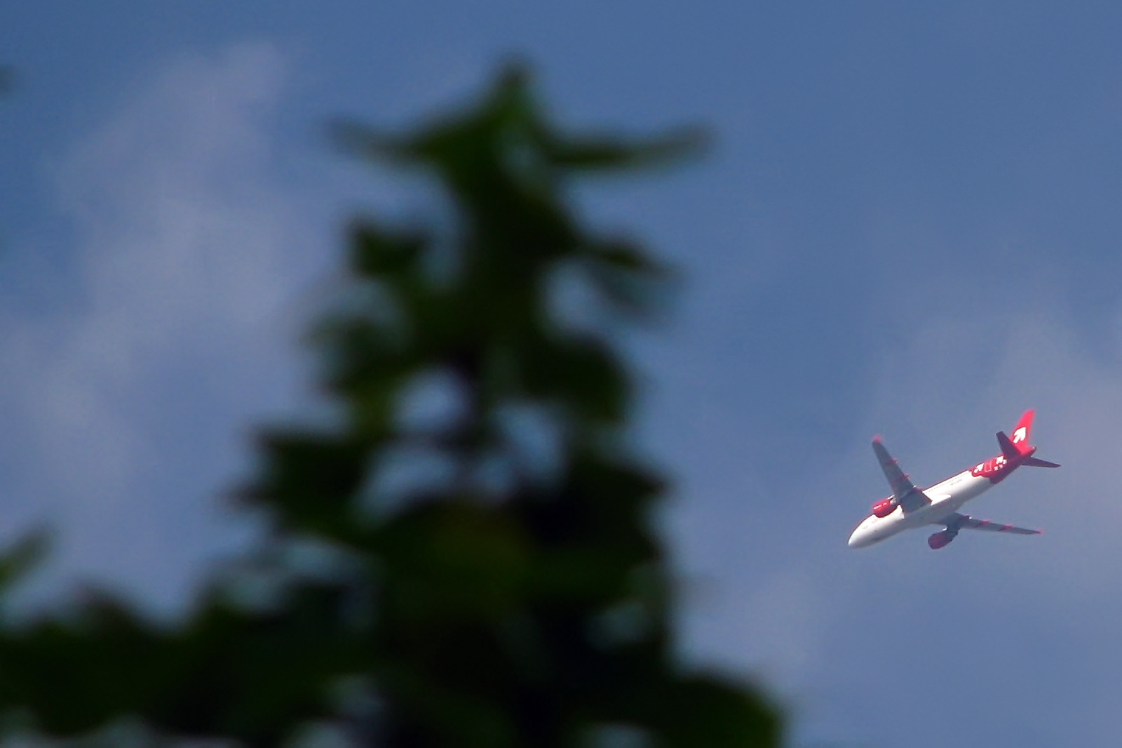130506treeplane.jpg