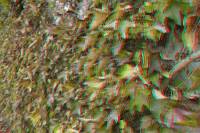 3D Rot/Cyan-Anaglyph