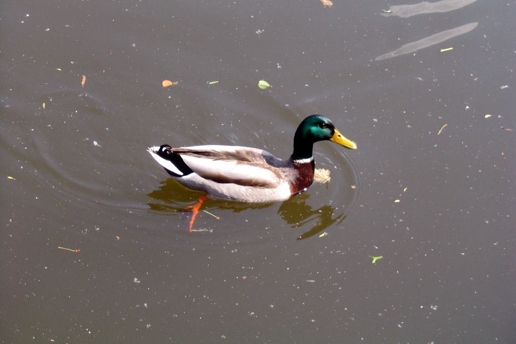 ruhr080515-19.jpg