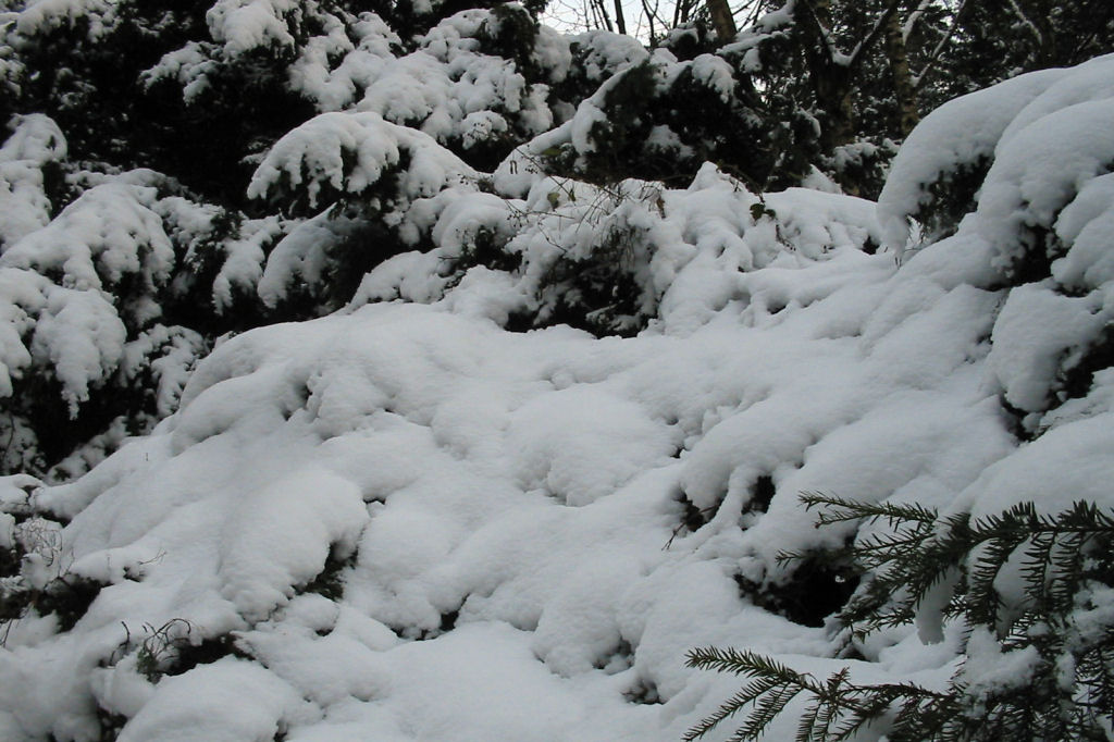 schnee040228-013.jpg