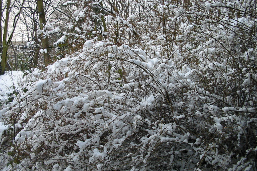 schnee040228-026.jpg