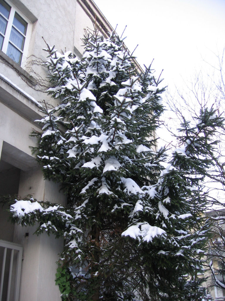 schnee090105-088.jpg
