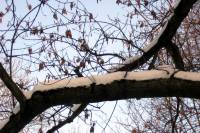 schnee090111-020.jpg