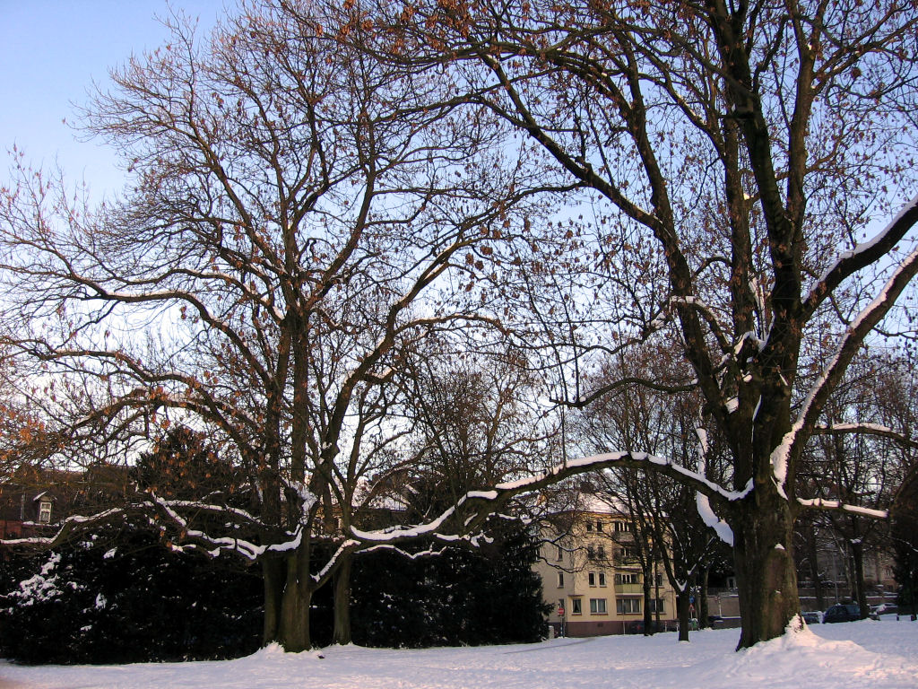schnee090111-015.jpg