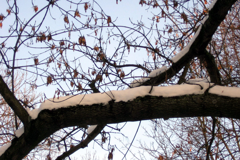 schnee090111-020.jpg