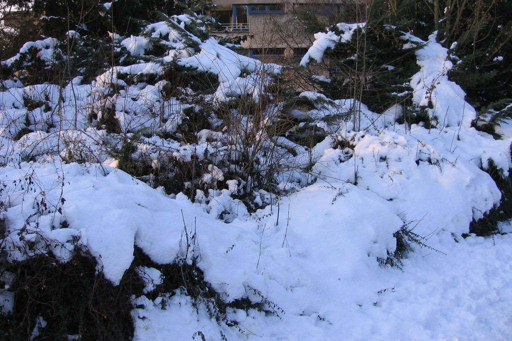 schnee090111-027.jpg