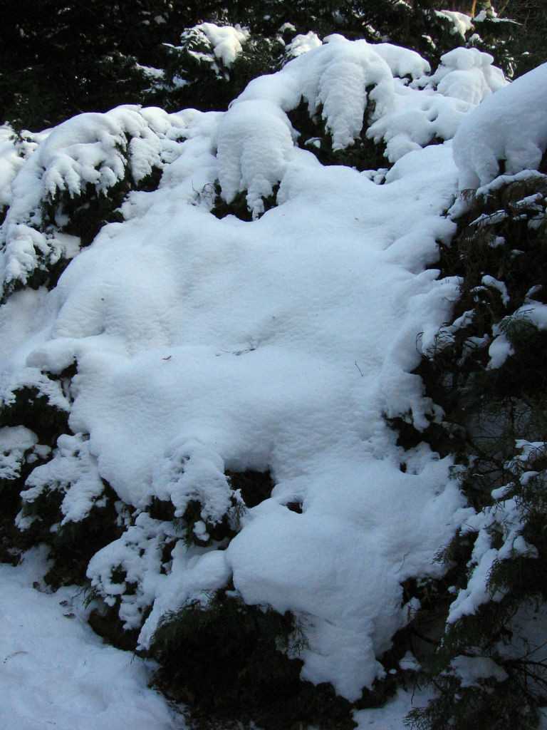 schnee090111-048.jpg