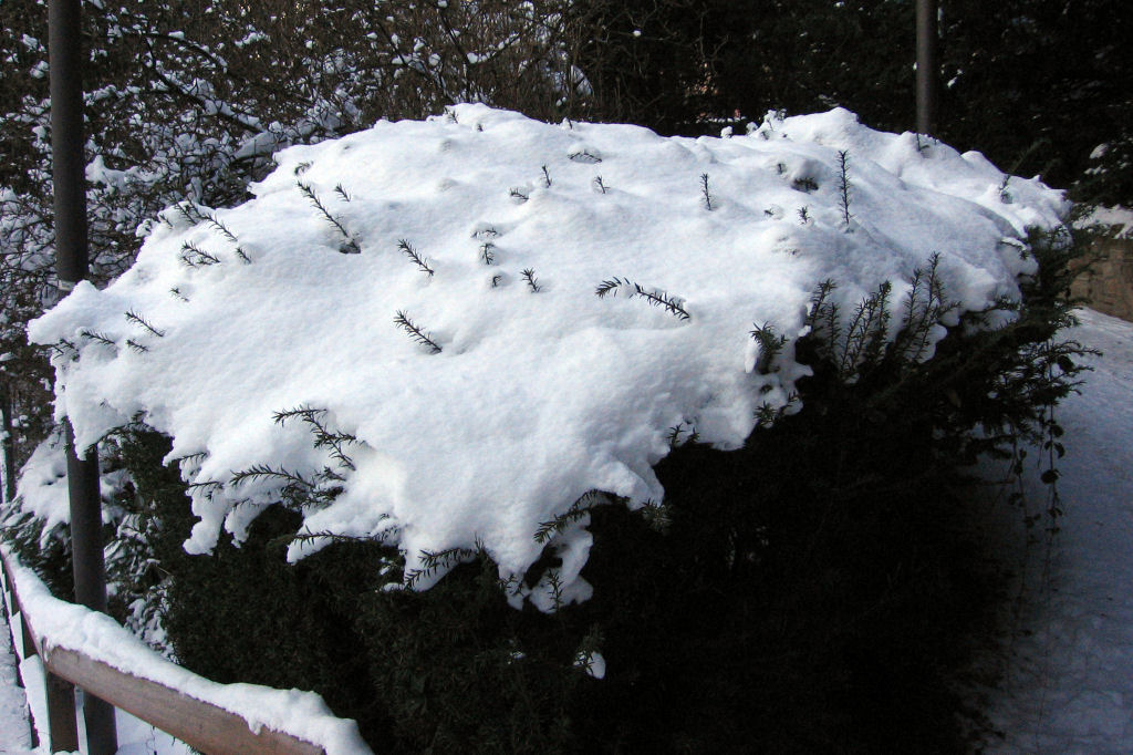 schnee090111-108.jpg