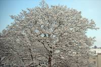 schnee100103-001.jpg