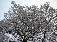 schnee100103-033.jpg