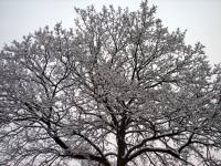 schnee100103-043.jpg