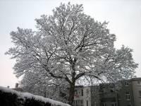 schnee100103-045.jpg