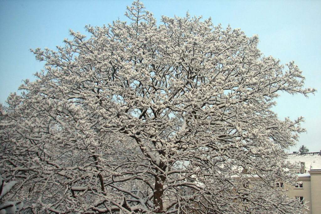 schnee100103-001.jpg