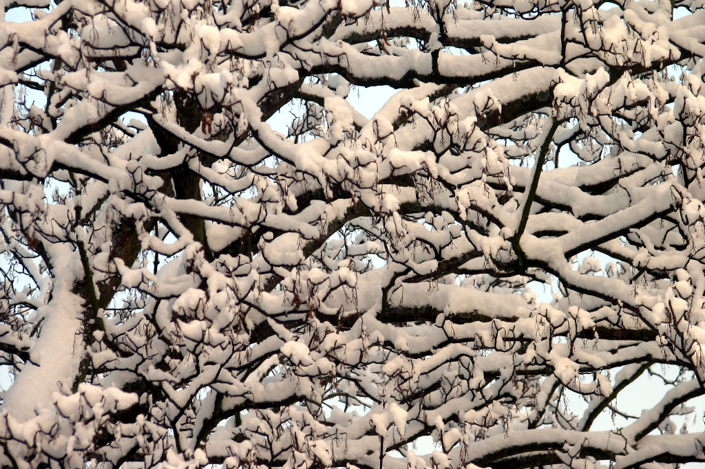 schnee100103-004.jpg